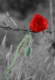 maryam آواتار ها maryam آواتار ها